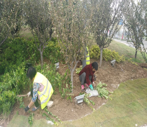 建發(fā)公司秋季綠化補(bǔ)植工作.JPG.png